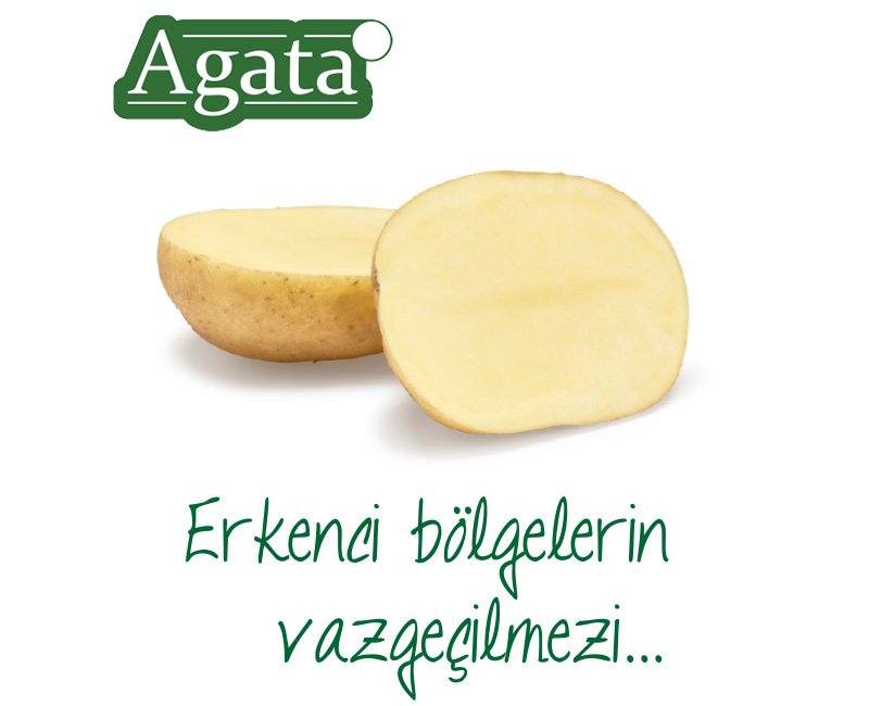 Agata