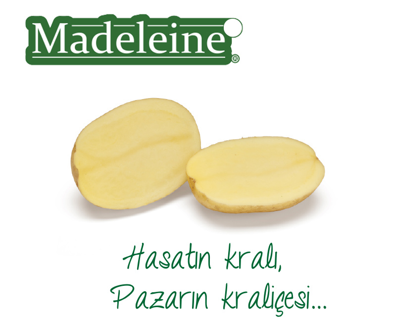 Madeleine